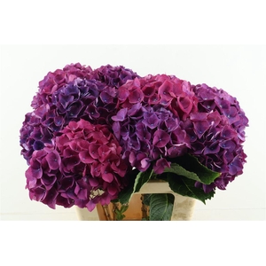 Hydr M Sibilla Purple 60-19