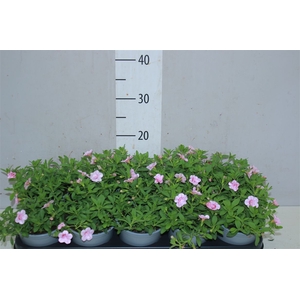 Calibrachoa Doubble Pink Dark Eye