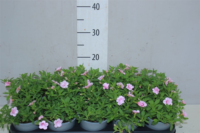 <h4>Calibrachoa Doubble Pink Dark Eye</h4>