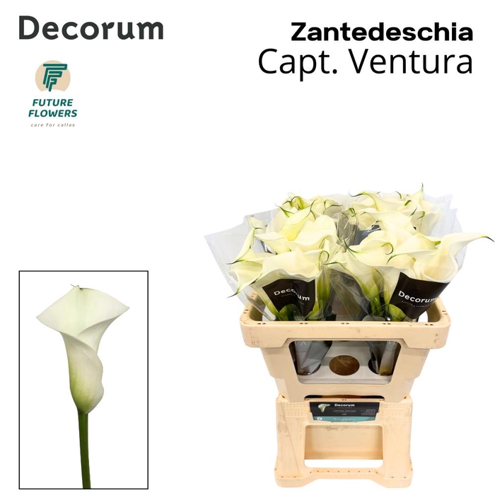 <h4>ZANT CAPT VENTURA</h4>