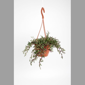 SENEC H PURPLE FLUSH