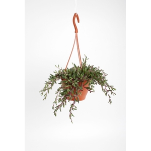 SENEC H PURPLE FLUSH