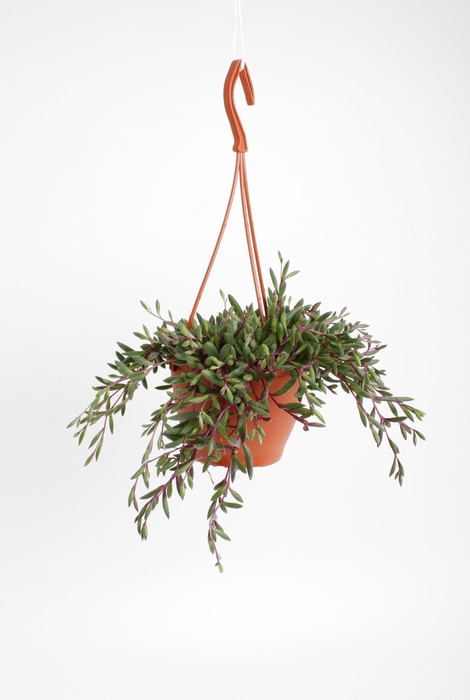 <h4>SENEC H PURPLE FLUSH</h4>