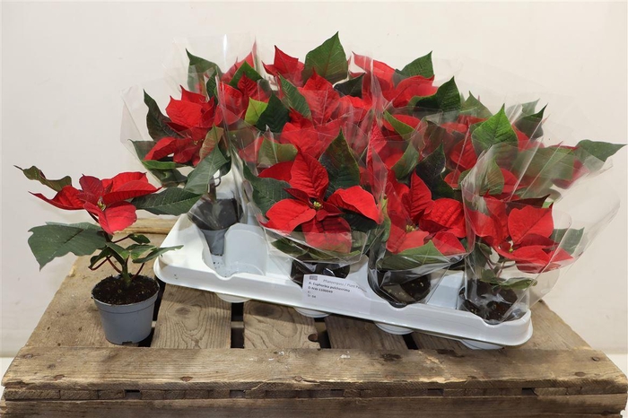 <h4>Euphor Pulcherrim Ov</h4>