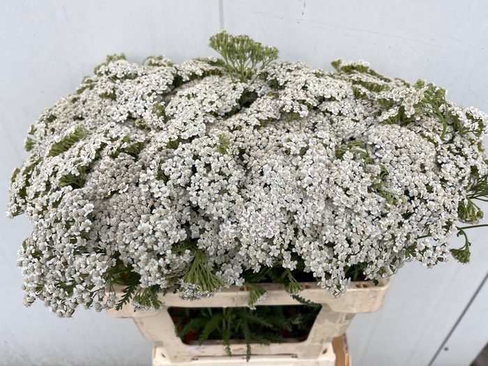 <h4>ACHIL M WHITE BEAUTY</h4>