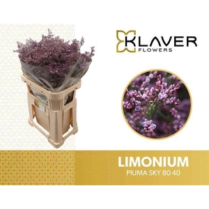 Limonium Safora Pink Sky Klaver