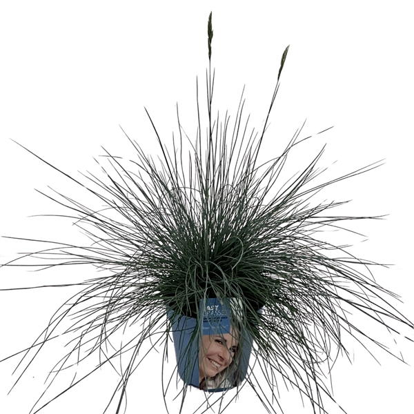 <h4>Festuca Intense Blue® BLAUW</h4>