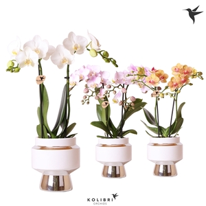 Kolibri Orchids Phalaenopsis mix 2 spike in Le Chic pot silver