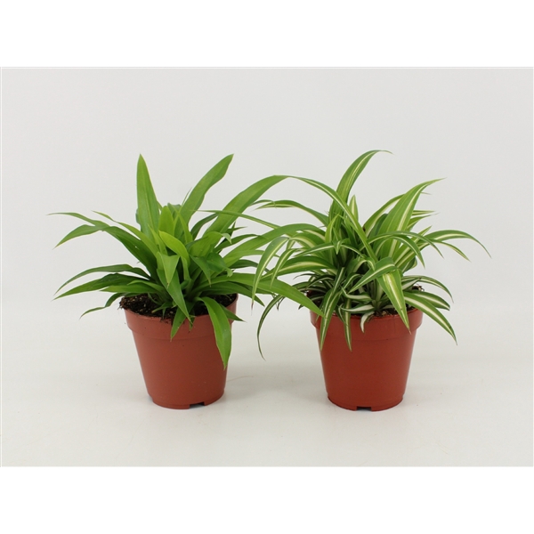 <h4>Chlorophytum Gemengd</h4>