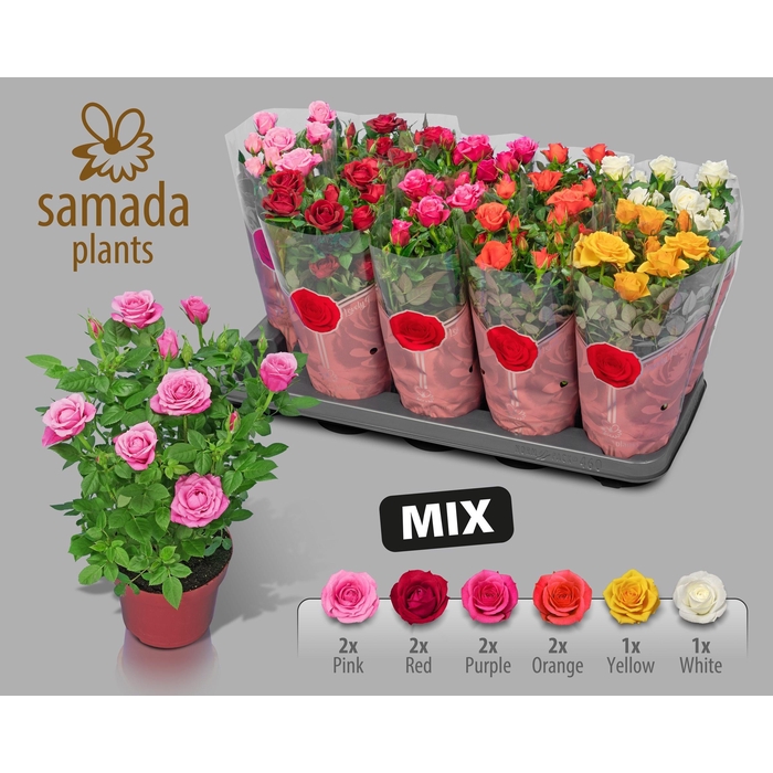 <h4>RO SAMADAPL GEM 6 SR</h4>