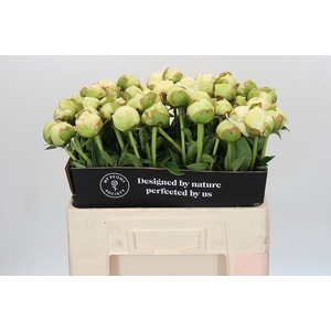Paeonia Ivory Victory
