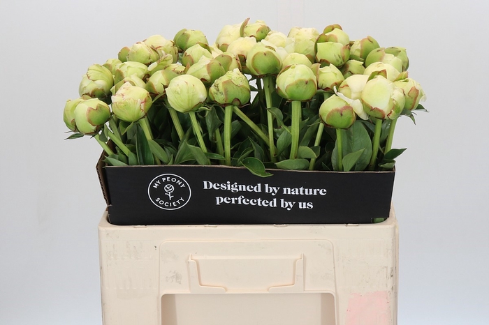 <h4>Paeonia Ivory Victory</h4>