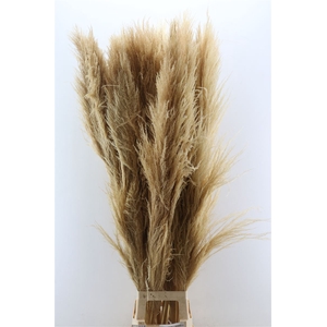 Dried Cortaderia Zaquara Semi Bleached 140cm