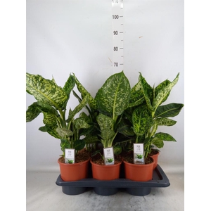 Dieffenbachia  'Reflector'