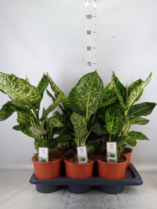 <h4>Dieffenbachia  'Reflector'</h4>