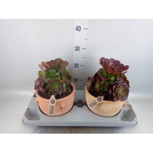 Aeonium arboreum 'Velours'