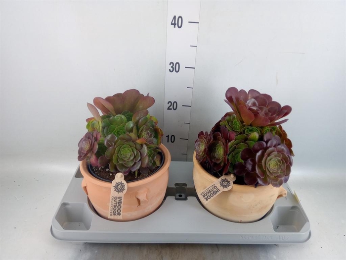 Aeonium arboreum 'Velours'
