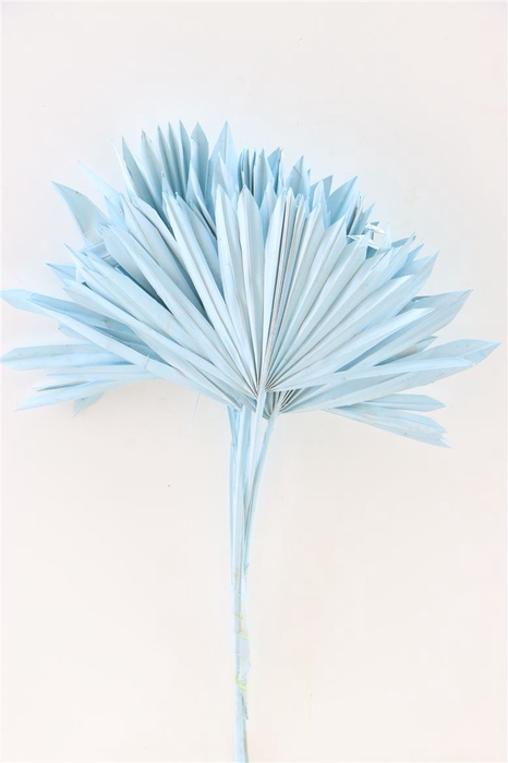 <h4>Dried Palm Sun 6pc Aqua Blue Bunch</h4>