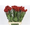 Celosia Cr Bombay Red