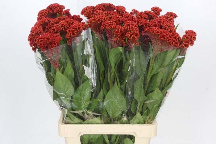 <h4>Celosia Cr Bombay Red</h4>