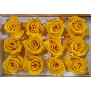 Ro Pres Mini Yellow Gold