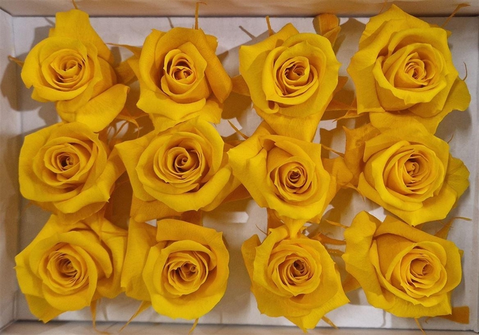 <h4>Ro Pres Mini Yellow Gold</h4>