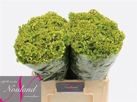 <h4>Euph X Martini</h4>