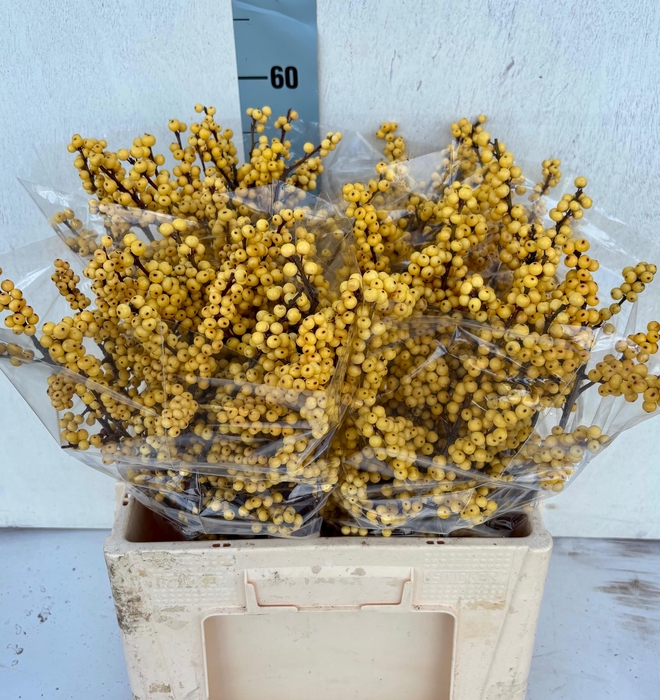 <h4>ILEX VE MAG CITRONEL</h4>