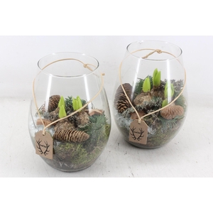 arr4 Hyacint MB - Glas Roma christmas