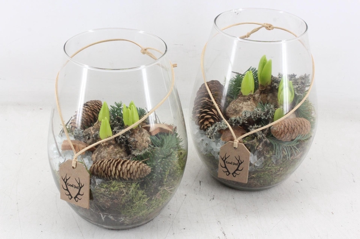 <h4>arr4 Hyacint MB - Glas Roma christmas</h4>