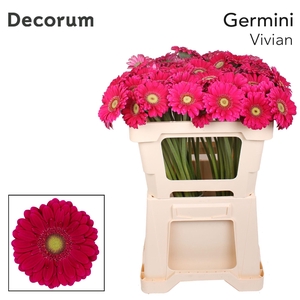 Germini Vivian Water