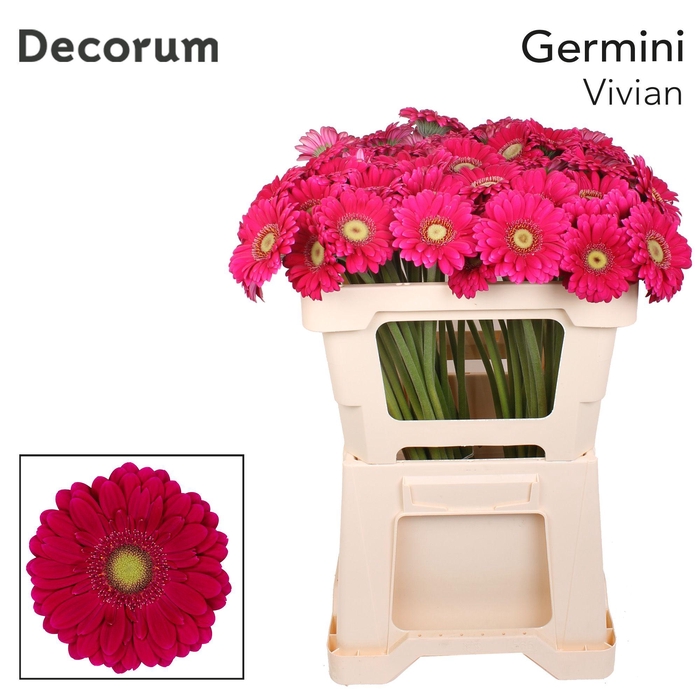 <h4>Germini Vivian Water</h4>