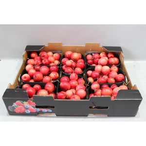MALUS RED SENTIN BAK