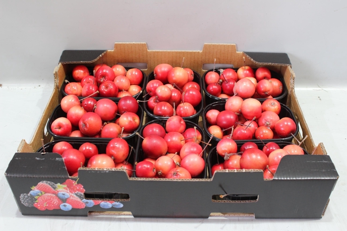 <h4>MALUS RED SENTIN BAK</h4>