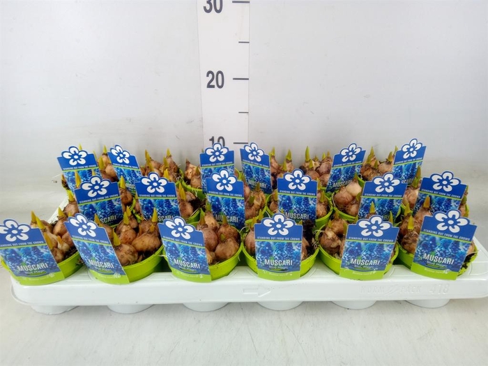 <h4>Muscari  'Magic Blue'</h4>