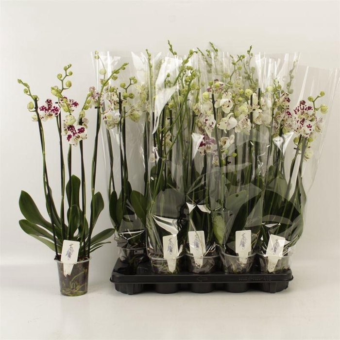 <h4>PHAL AN MARRAKESH</h4>