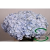 Hydrangea 'Verena Blue' 21cm