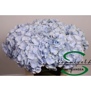 Hydrangea 'Verena Blue' 20cm