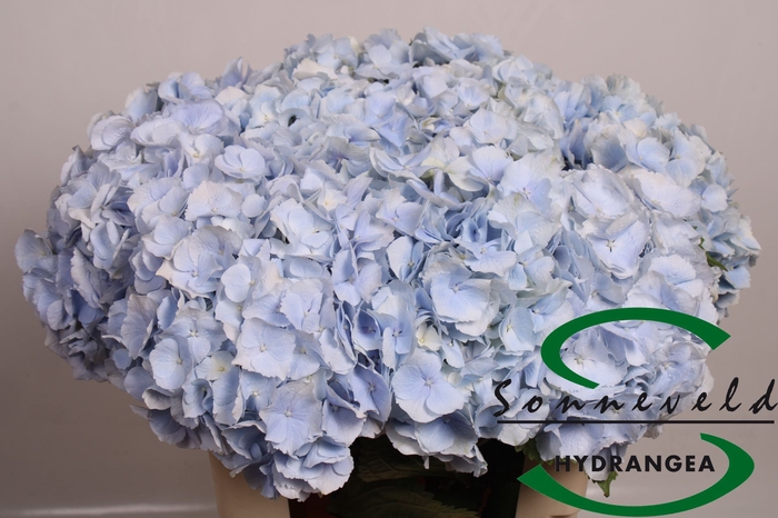 Hydrangea 'Verena Blue' 20cm