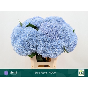 HYDR M MAG PI FLOY B