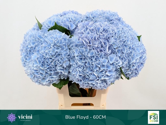 <h4>HYDR M MAG PI FLOY B</h4>