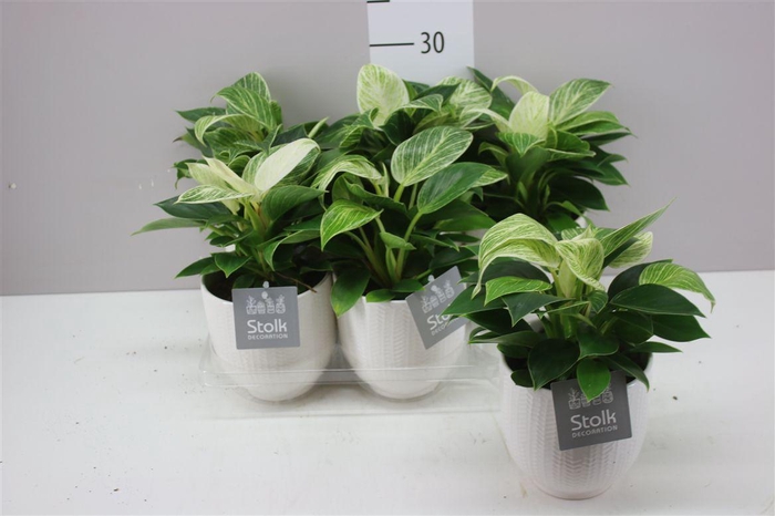 <h4>Philodendron White Wave Liv Keramiek</h4>