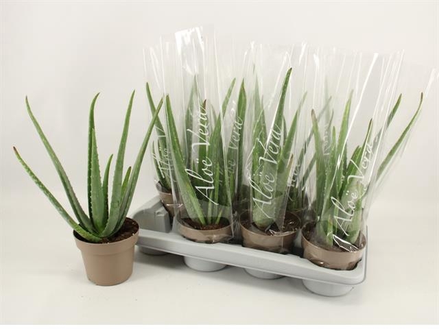 <h4>ALOE VERA 14CM</h4>