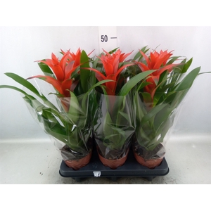 Guzmania  'Ostara'