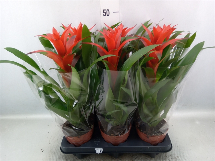 Guzmania  'Ostara'