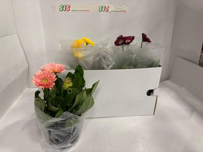 <h4>GER SOFISTICATA GEM</h4>