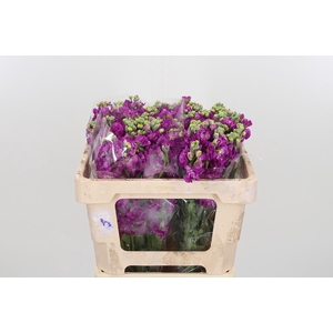 Matthiola Incana Overig Purple