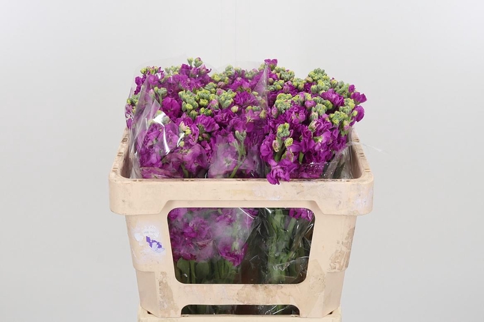 <h4>Matthiola Incana Overig Purple</h4>