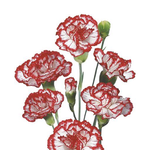 <h4>DI TR MINUETTO</h4>