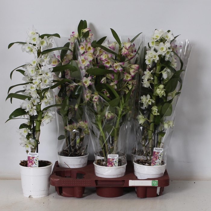 <h4>DENDR N GEM</h4>